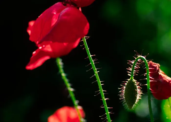 La Casa De Su באניוס דה מונטמאיור
